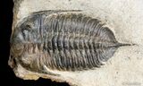 Multiple Mucronaspis Trilobite Plate - Wow! #2604-3